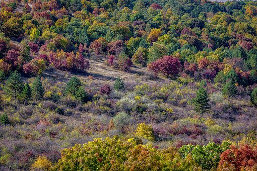 Natuur, Forest, Bomen, Kleuren, Lomb