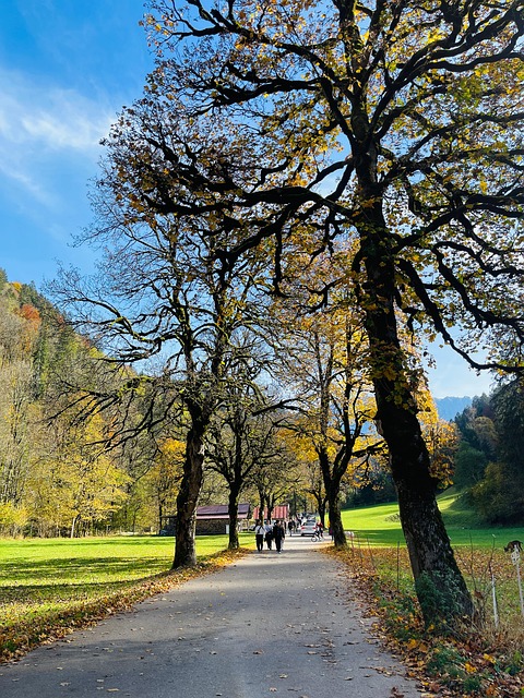 Calina, Árboles, Naturaleza, Bosque