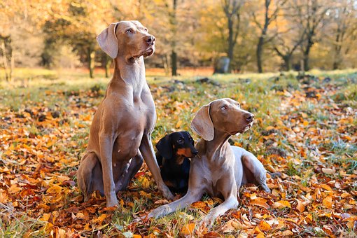 Free Dogs Canines photo and picture