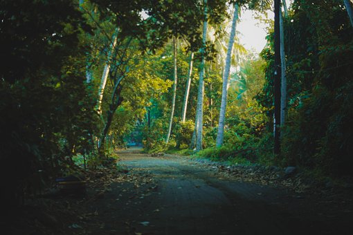 Free Landscape Path photo and picture