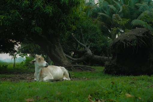 Free Cow Farm photo and picture
