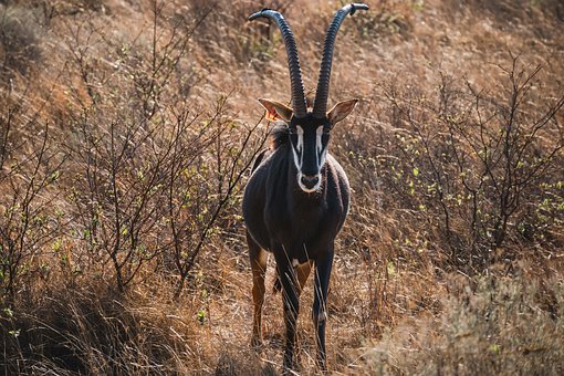 Free Animal Buck photo and picture