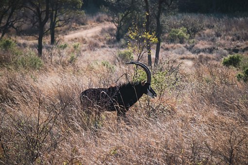 Free Antelope Nature photo and picture