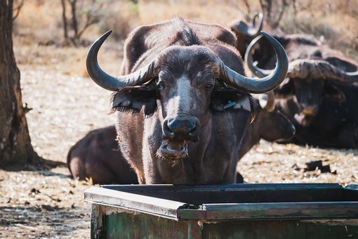 Free Buffalo Nature photo and picture