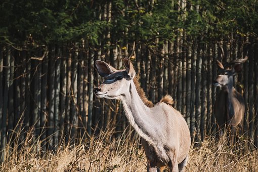 Free Kudu Antelope photo and picture