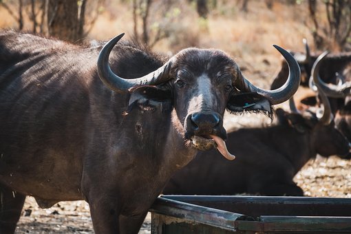 Free Nature Buffalo photo and picture