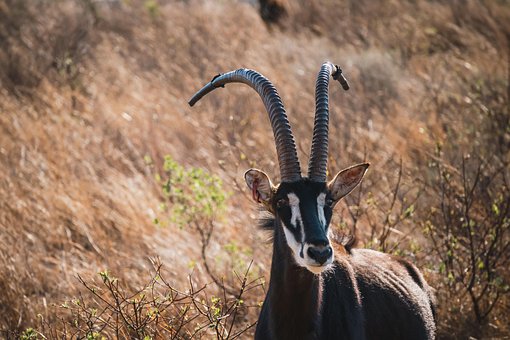 Free Sable Animal photo and picture