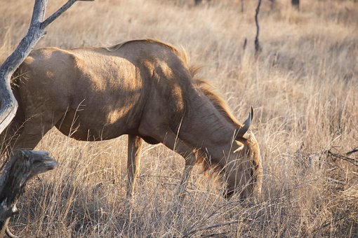 Free Wildebeest Nature photo and picture