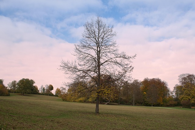 Free Tree Dusk photo and picture