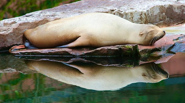 Free Sea Lion Animal photo and picture