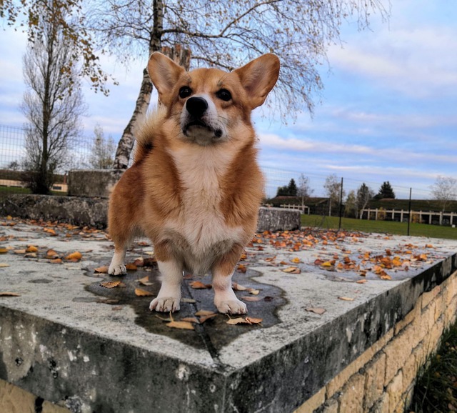 Free Dog Corgi photo and picture