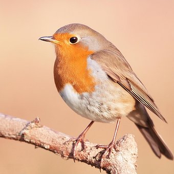 Free Robin Bird illustration and picture