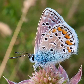 Free Butterfly Nature illustration and picture