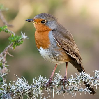 Free Robin Bird illustration and picture