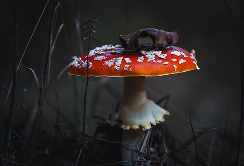 Cogumelo, Natureza, Cogumelo Venenoso