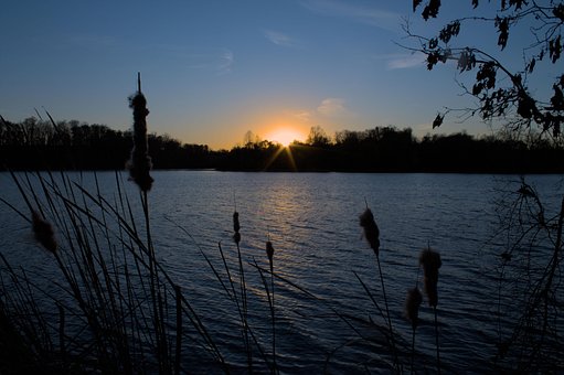 Sonnenuntergang, Rohrkolben, See