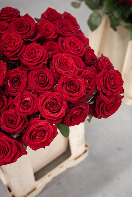 Rosa, Flor, Presente, Rosas, Vermelho