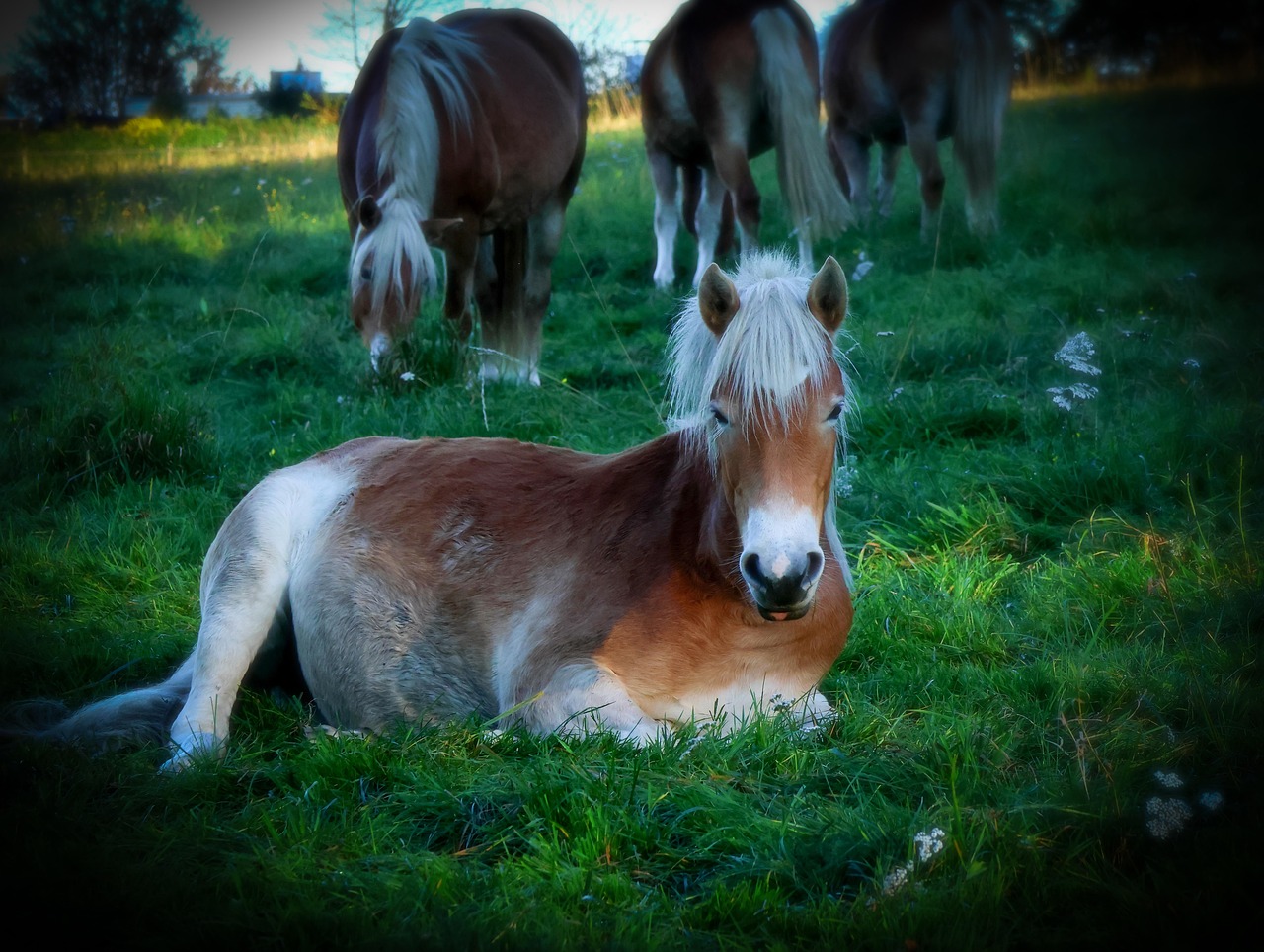 Animal - free online jigsaw puzzle photo