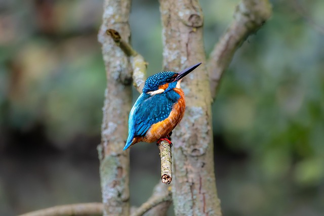 Free Kingfisher Bird photo and picture