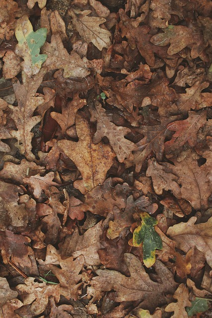 Free Sheets Fall photo and picture