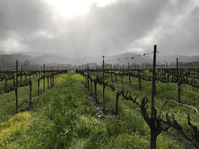 Passeios Em Vinícolas Em Napa Valley