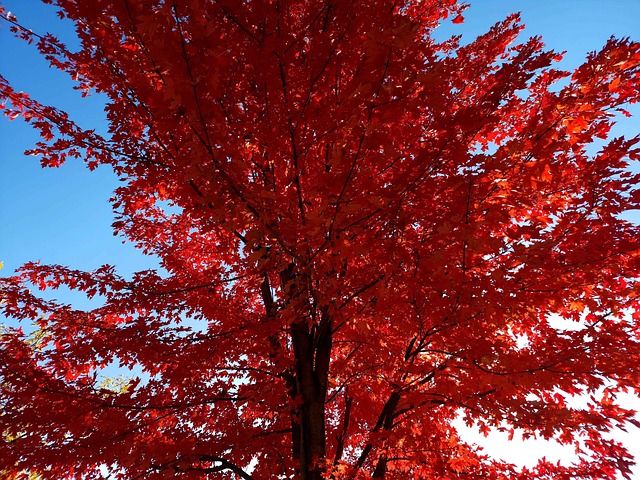 Arbre Rouge Érable - Photo gratuite sur Pixabay