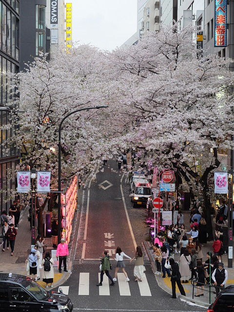 Shibuya, Kirschblüte, Kirsche, Japan