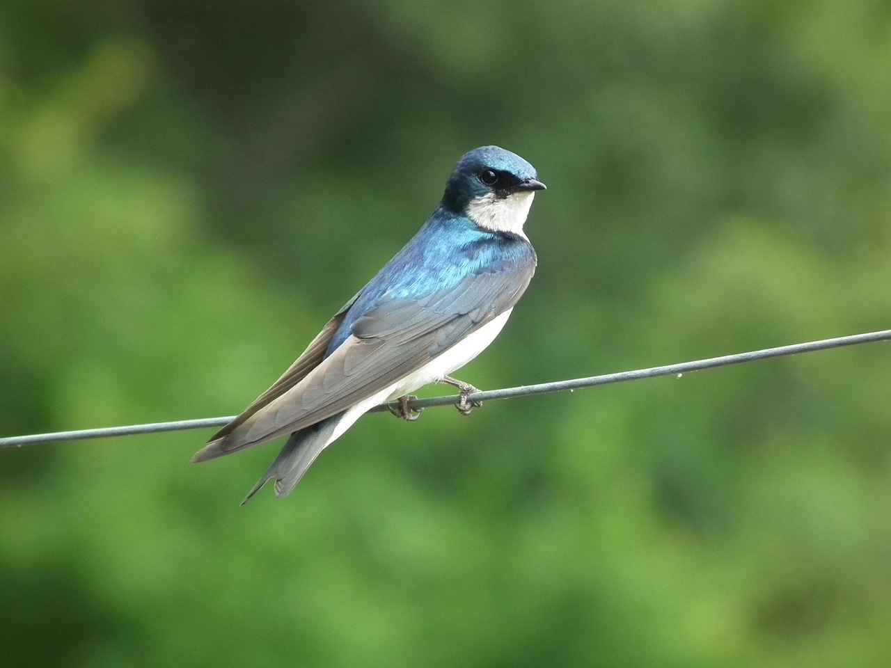 Engolir Pássaro Animal - Foto gratuita no Pixabay