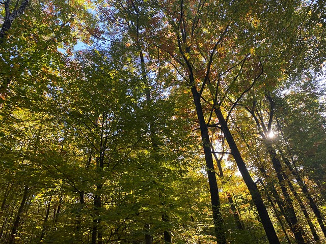 Free Forest Tree photo and picture