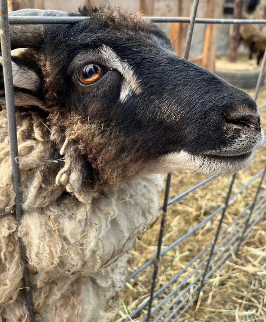 Free Sheep Ram photo and picture