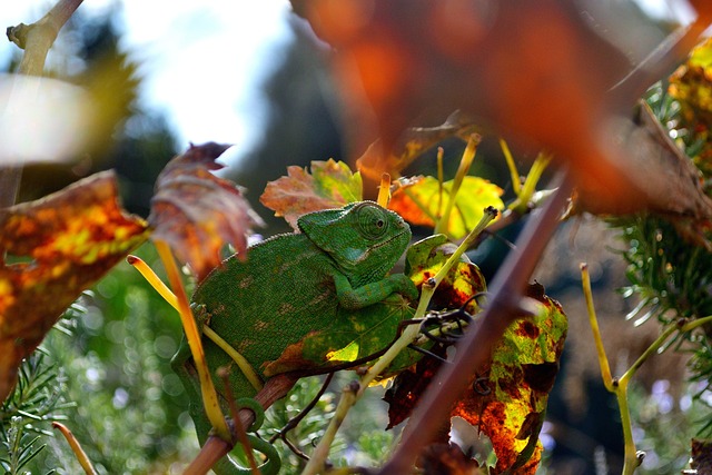 Chamäleon, Natur, Reptil, Tierwelt, Tier