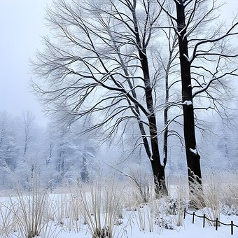 Free Winter Snow illustration and picture