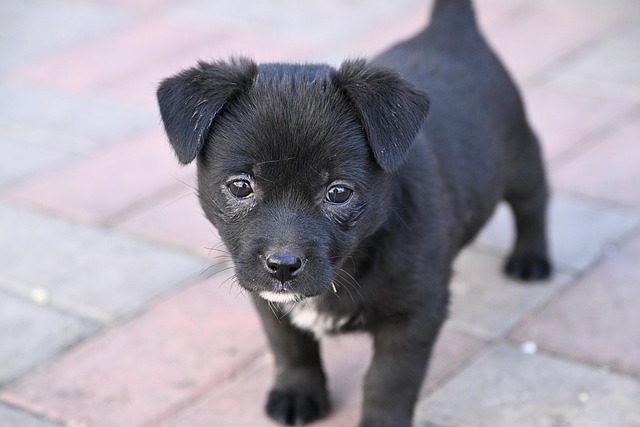Free Puppy Dog photo and picture