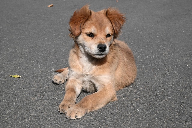 Free Puppy Dog photo and picture