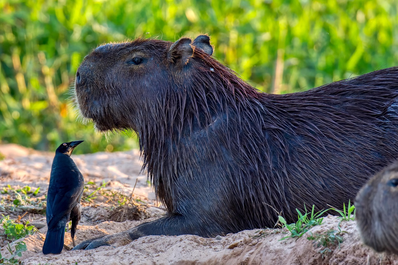 One Capybara 1+ Free アンティリアン グレックル & Capybara Photos - Pixabay