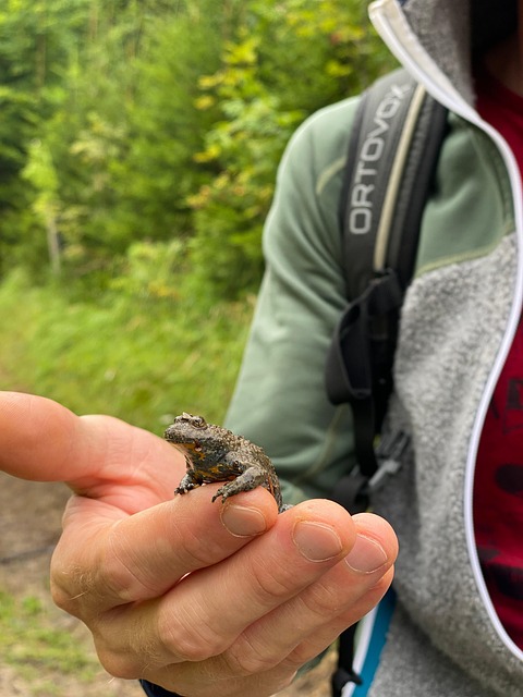 Free Toad Frog photo and picture