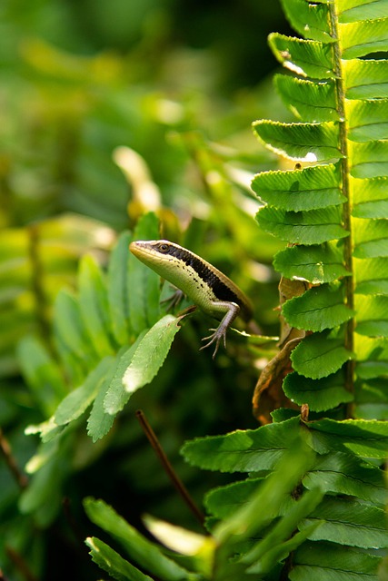 Free Termite Snake Snake photo and picture