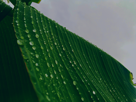 Free Rain Nature photo and picture