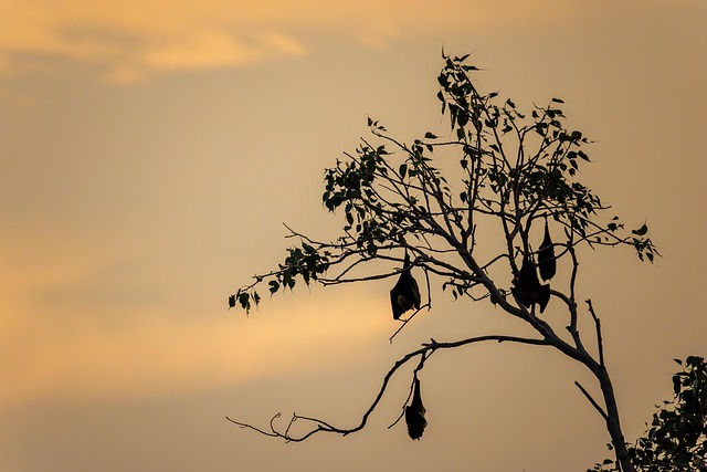Raposa Voadora, Pôr Do Sol, Bastão