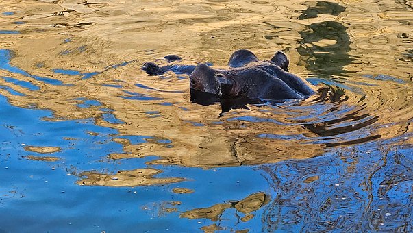 Free Hippopotamus Eyes photo and picture