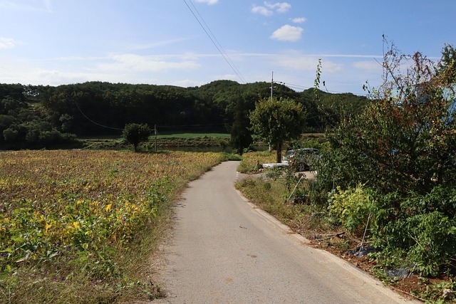 Free Road Forest photo and picture