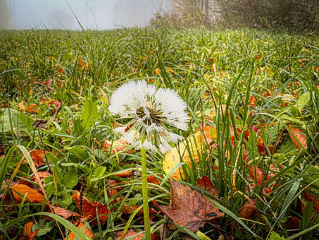 Free Dandelion Fall photo and picture