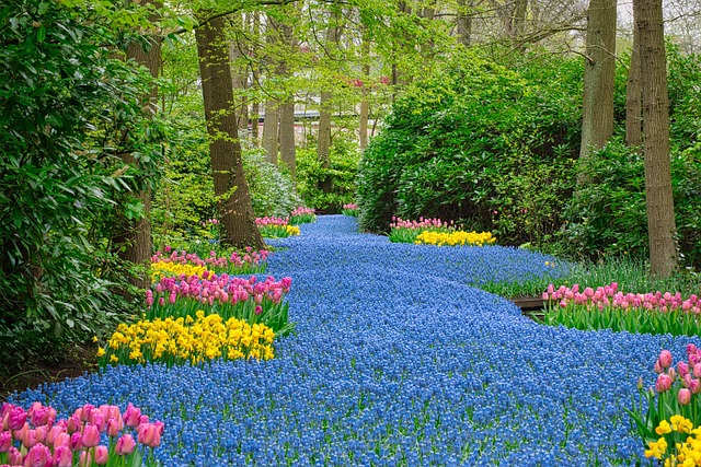 Free Sea Of Flowers Spring photo and picture