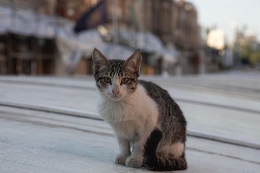Gato, Animal, Felino