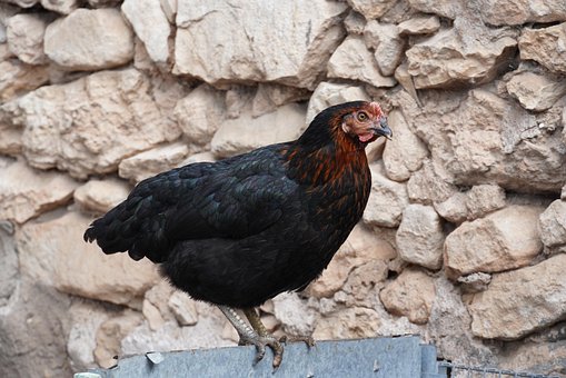 Free Hen Chicken photo and picture