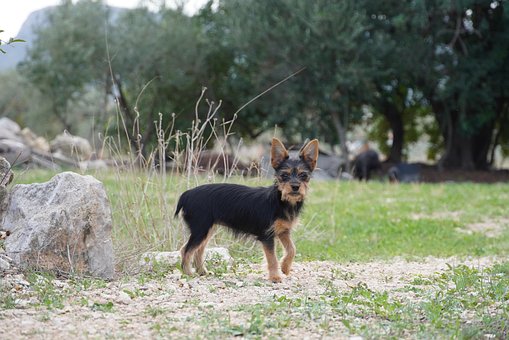 Free Dog Mascot photo and picture