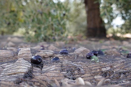 Free Olives Harvest photo and picture