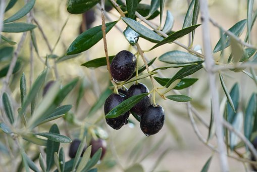 Free Olives Olive photo and picture