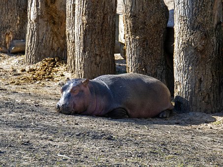 Free Hippopotamus Zoo photo and picture