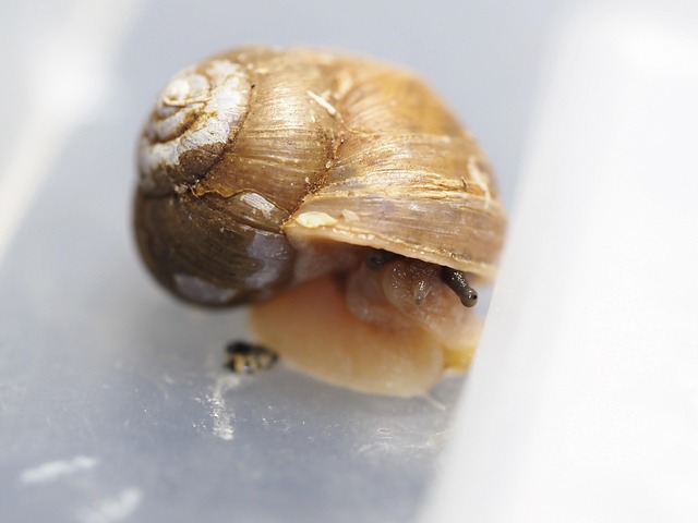 Free Snails Mollusk photo and picture